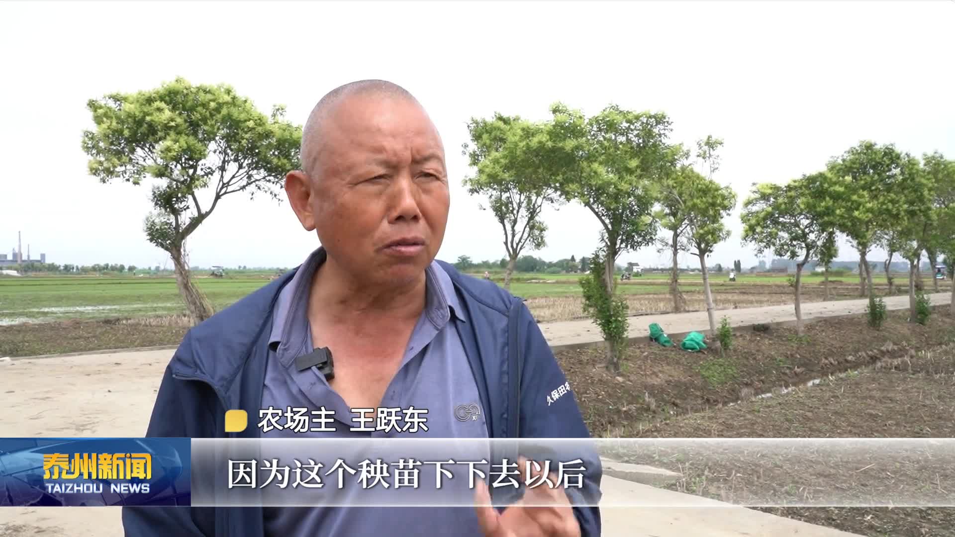 在希望的田野上·三夏时节  泰州：小麦收割已结束 大面积水稻机插秧开启